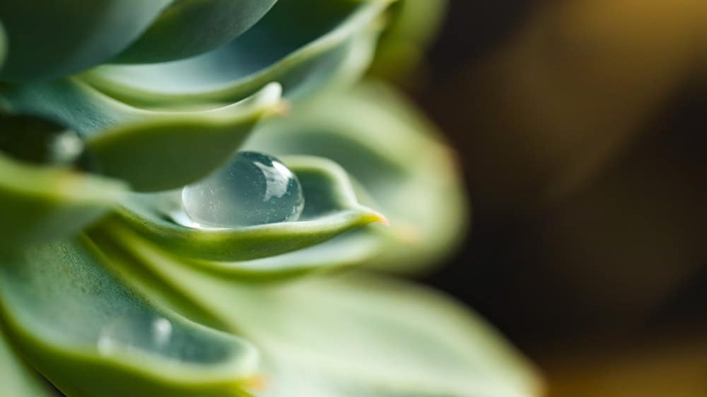 Waterdruppel op blad van vetplantje