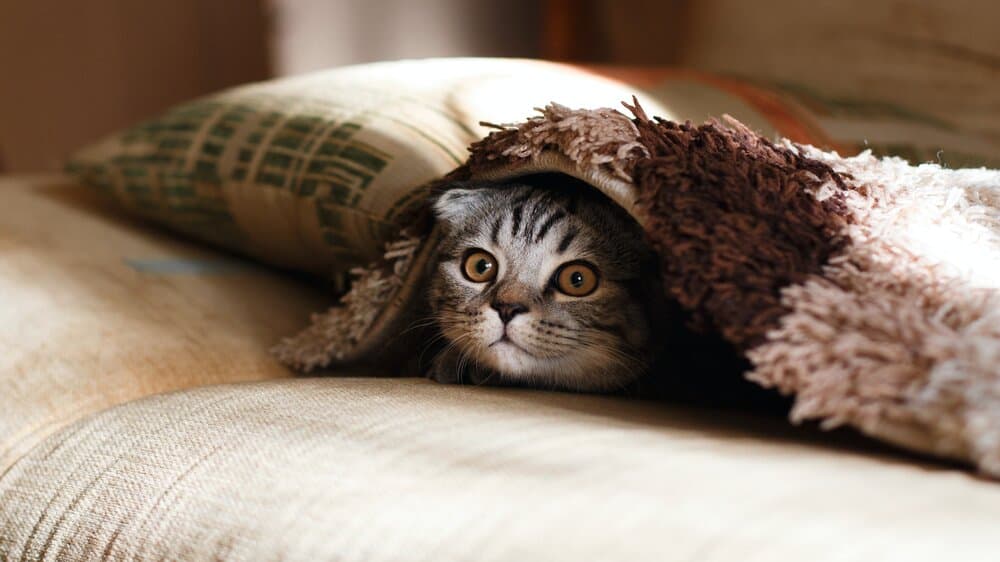 Een kat verstopt zich onder een dekentje. 