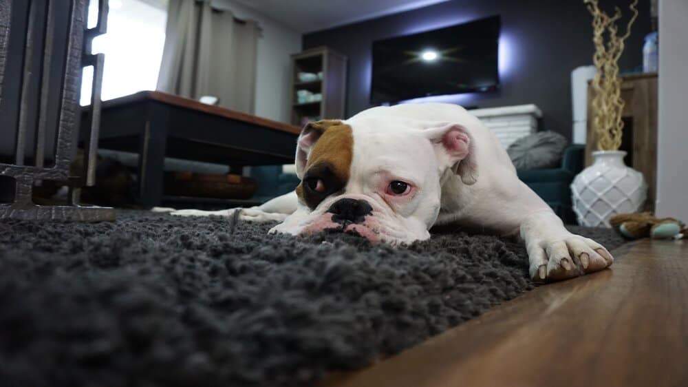 Een bulldog hond ligt op een grijs tapijt.