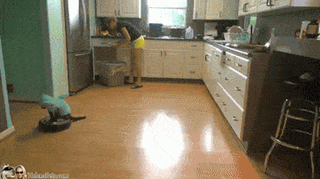 Kat zit op een robotstofzuiger en reinigt tegelijkertijd de keukenvloer.