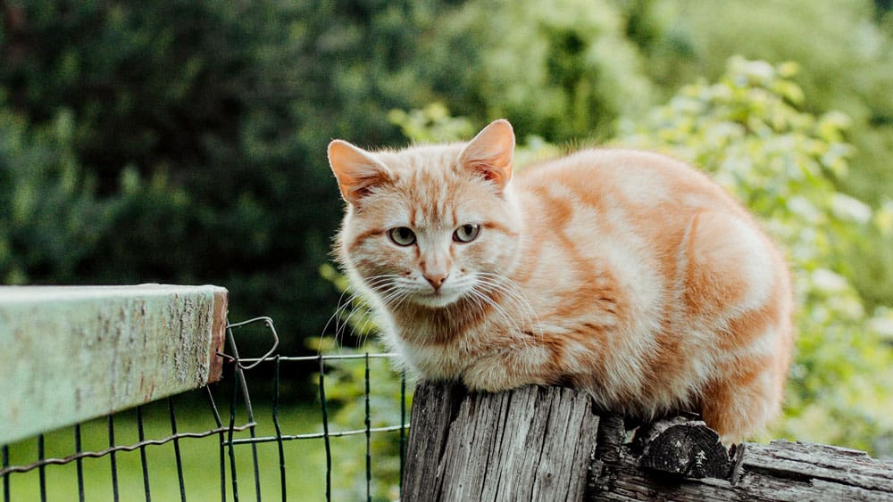 Een oranje kat zit op een hek