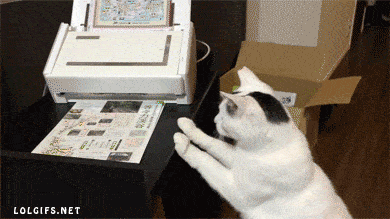 Kat kijk naar een wifi-printer