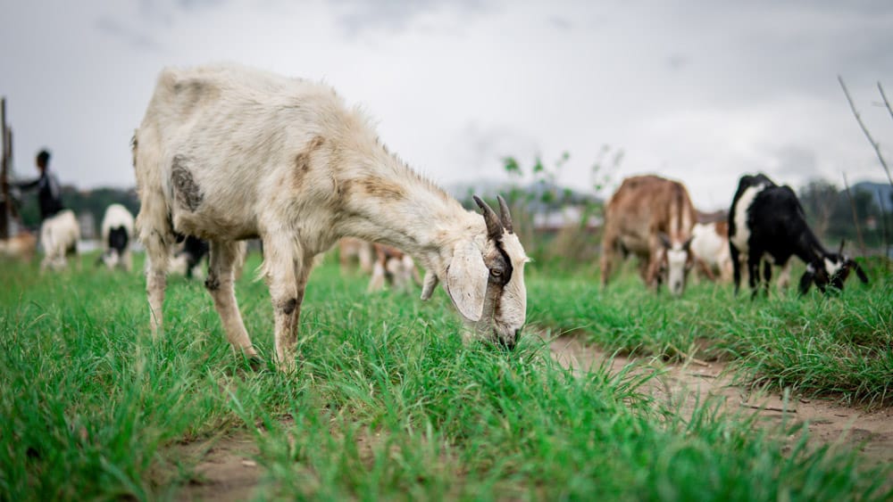 een kudde geiten grazen in een weide